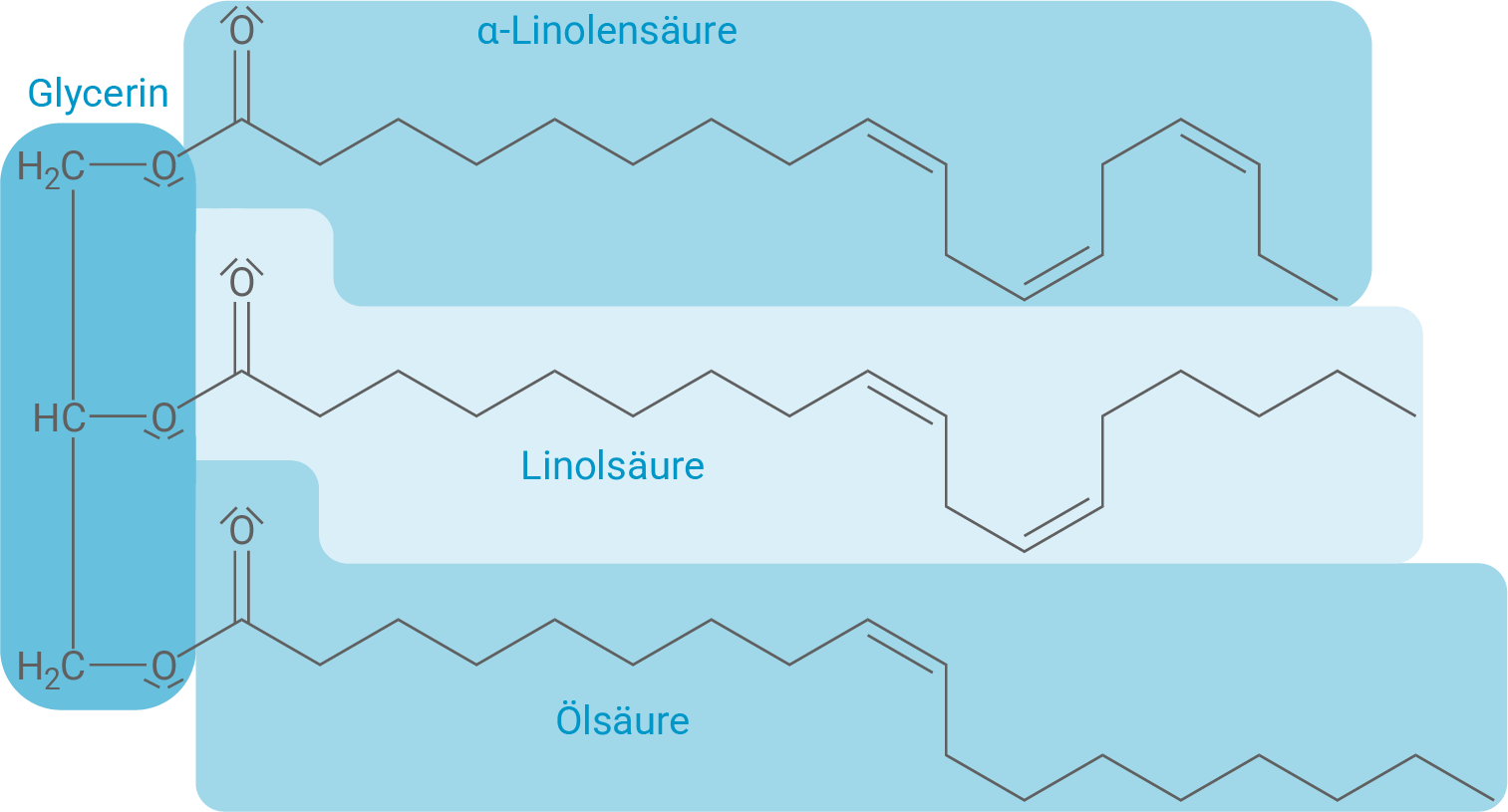 Diagramm von Glycerin und Fettsäuren: α-Linolensäure, Linolsäure und Ölsäure.